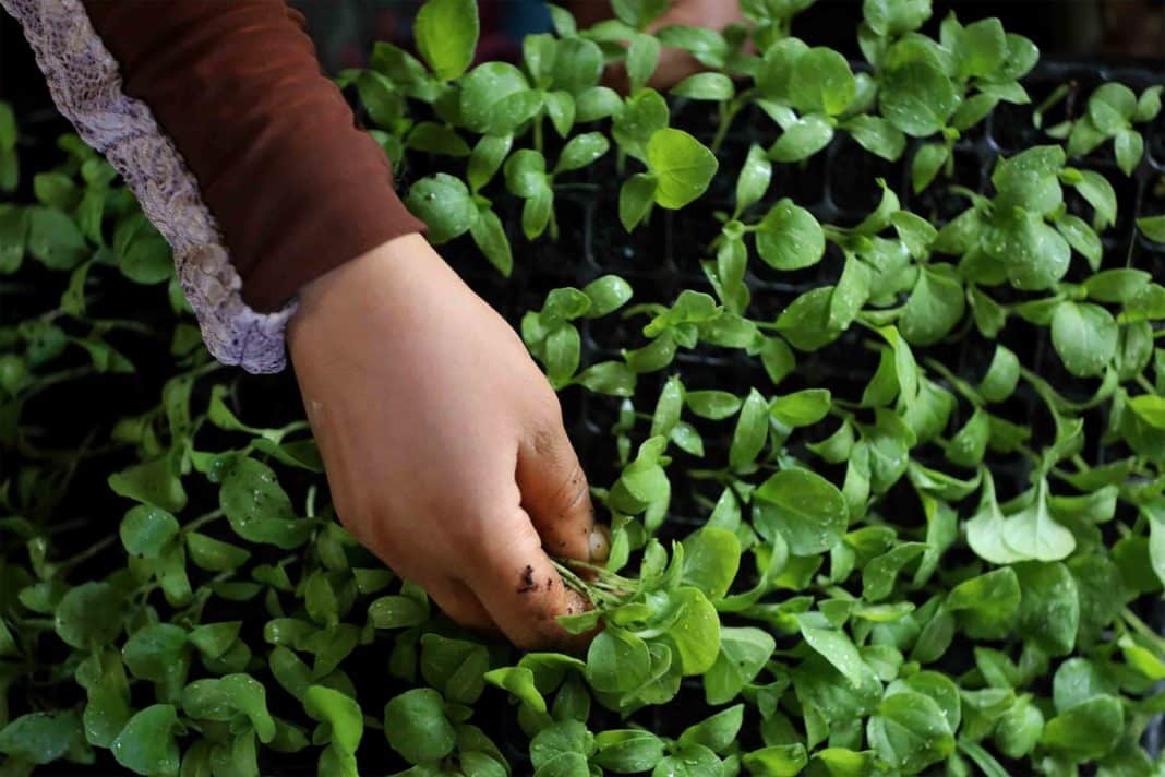 As Lebanon faces its worst economic downturn, child labor surges, putting more girls at risk