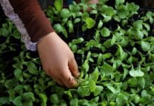 As Lebanon faces its worst economic downturn, child labor surges, putting more girls at risk