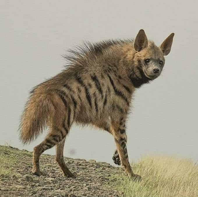 Le ministère de l&rsquo;agriculture appelle à la défense de la Hyène rayée, victime de nombreux braconnages ces derniers jours