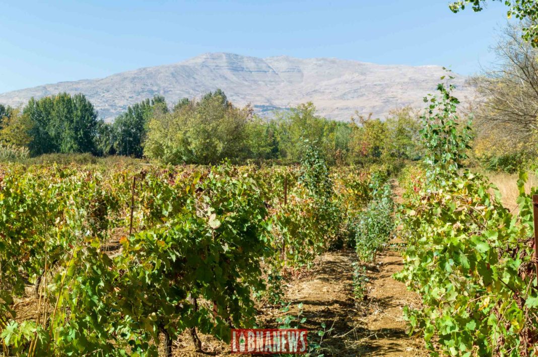 Une initiative d'USAID visant à permettre l'exportation de 2.6 millions de dollars de bouteilles de vin libanais aux USA
