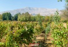 Une initiative d’USAID visant à permettre l’exportation de 2.6 millions de dollars de bouteilles de vin libanais aux USA Une initiative d'USAID visant à permettre l'exportation de 2.6 millions de dollars de bouteilles de vin libanais aux USA