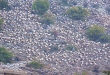 Des milliers de cigognes au pied du Mont Hermon au Liban Des milliers de cigognes au pied du Mont Hermon au Liban