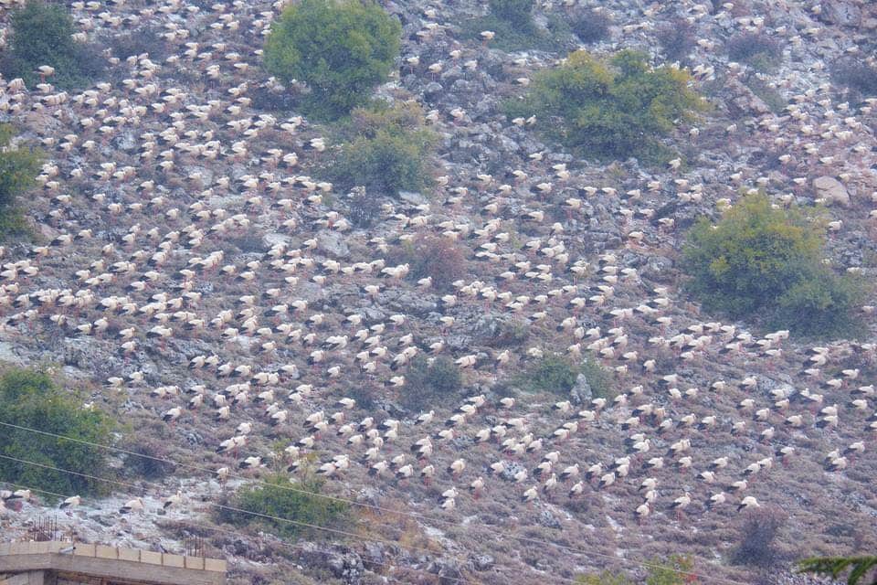 Des milliers de cigognes au pied du Mont Hermon au Liban