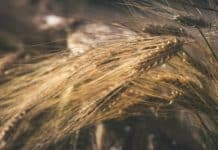 wheat field
