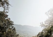 pipeline among trees in mountains