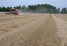 Harvesting wheat
