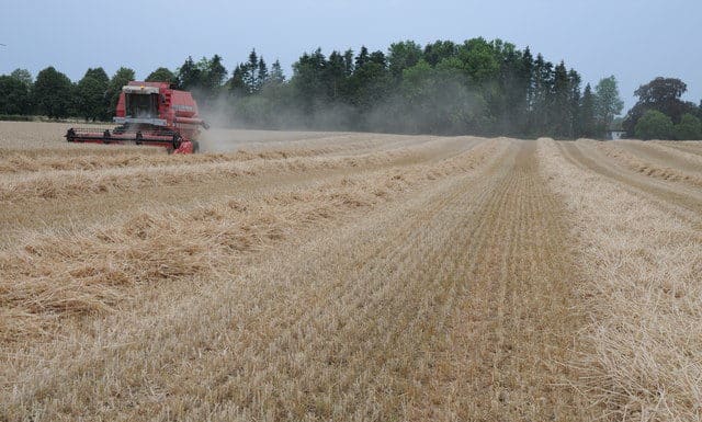 Harvesting wheat