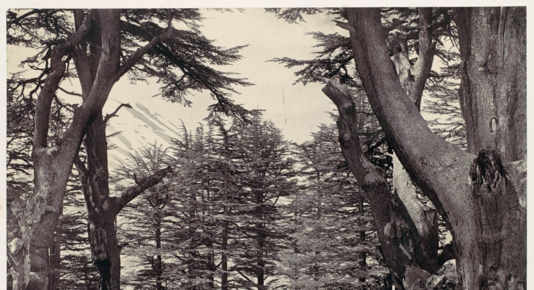Cedars of Lebanon
