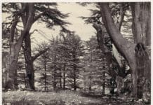 Cedars of Lebanon