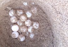 La saison de ponte des tortues marines commence au Sud du Liban