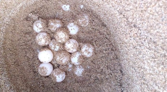 La saison de ponte des tortues marines commence au Sud du Liban
