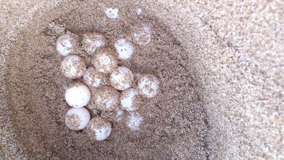 La saison de ponte des tortues marines commence au Sud du Liban La saison de ponte des tortues marines commence au Sud du Liban