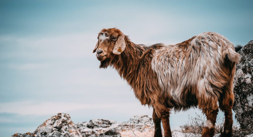 brown goat on gray rocks