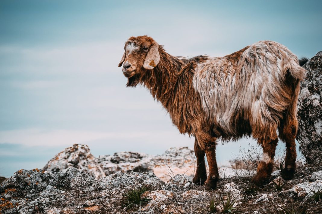 brown goat on gray rocks