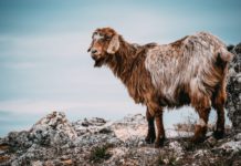 brown goat on gray rocks