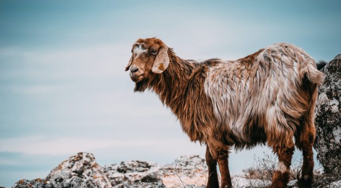 brown goat on gray rocks
