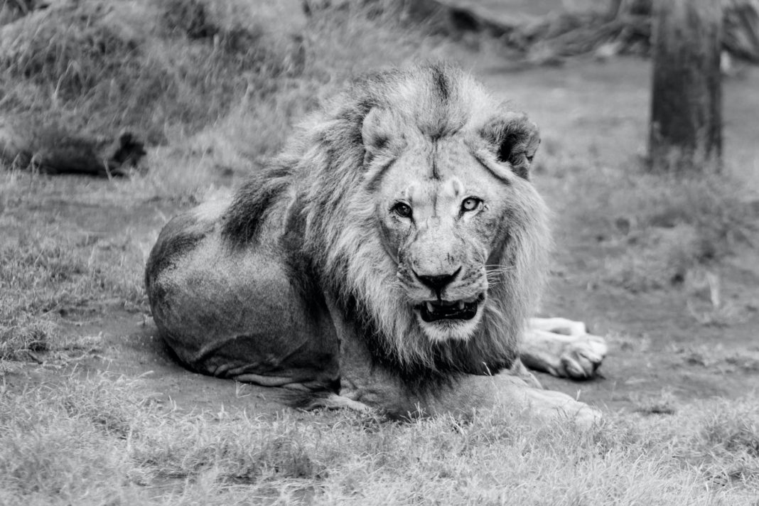 portrait of lion