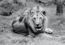 portrait of lion