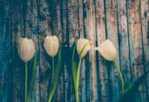 four white flowers