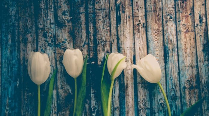 four white flowers