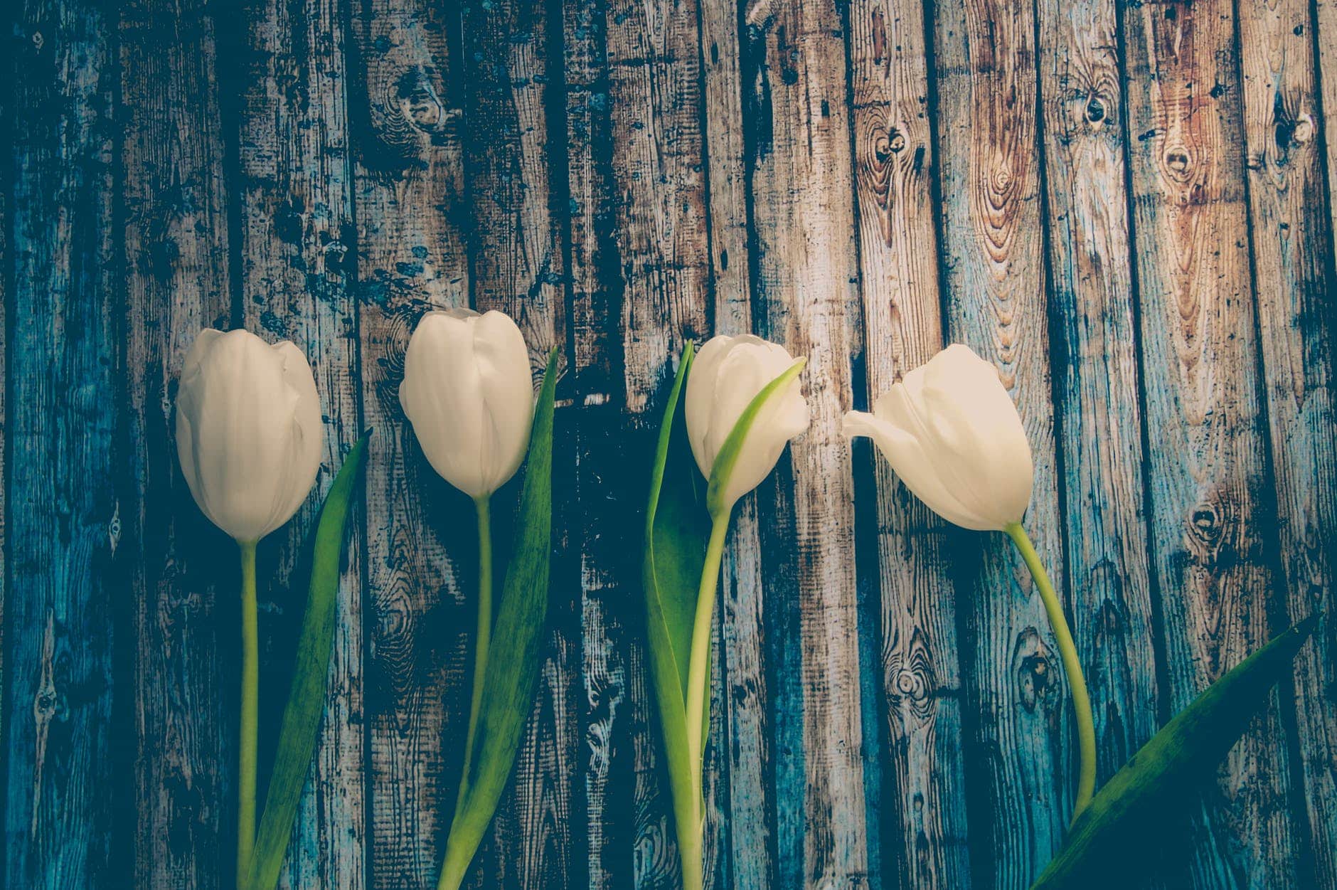 four white flowers