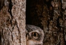 an owl peeking from the tree hole