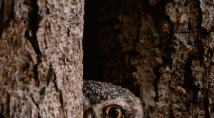 an owl peeking from the tree hole