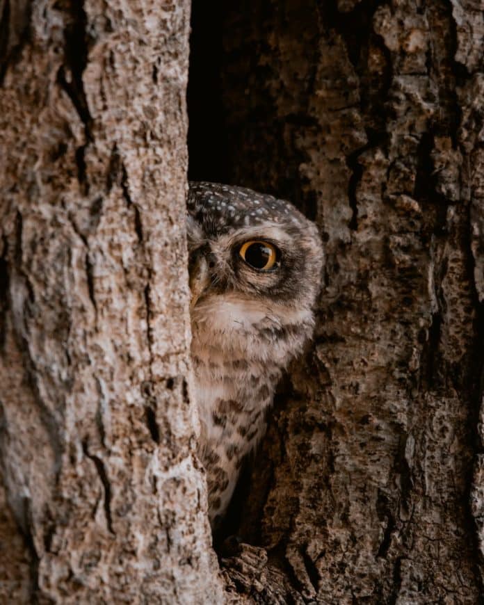 pexels-photo-12232364 an owl peeking from the tree hole