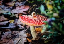 red mushroom in closeup photography