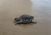 Une tortue marine qui s’étouffait avec un sac plastique sauvée à Beyrouth Une tortue marine qui s'étouffait avec un sac plastique sauvée à Beyrouth