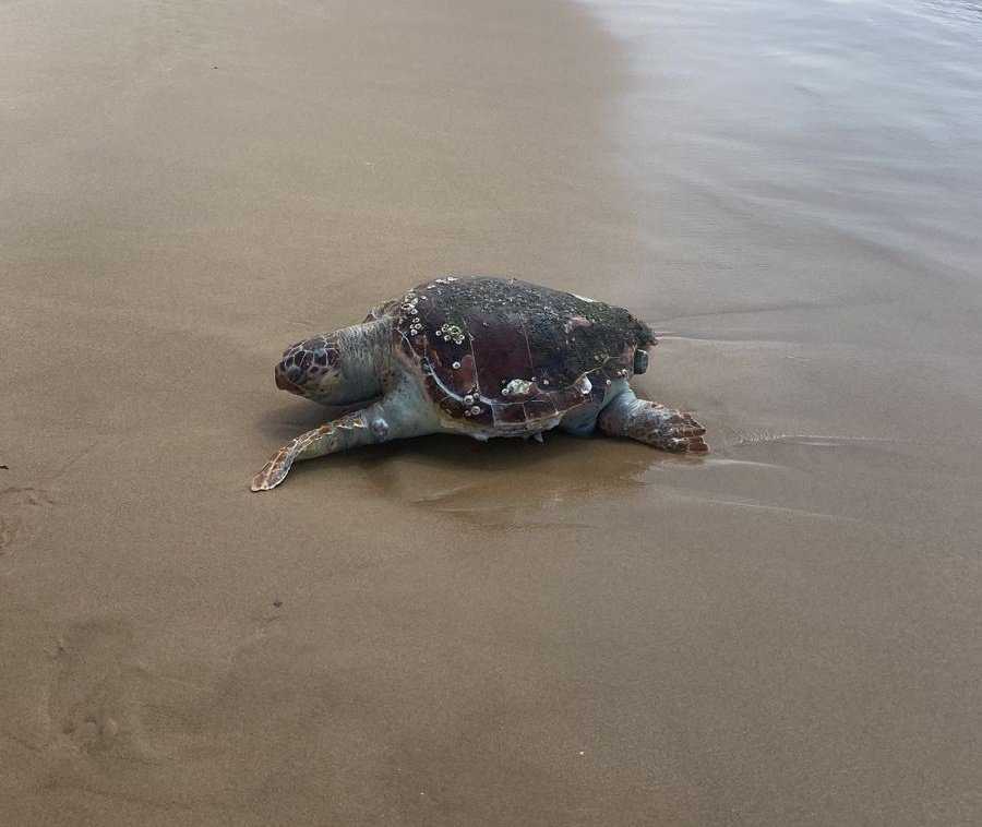 Une tortue marine qui s'étouffait avec un sac plastique sauvée à Beyrouth