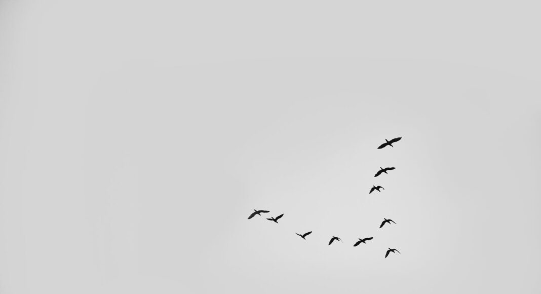 flight nature sky bird