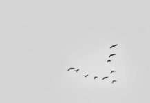 flight nature sky bird