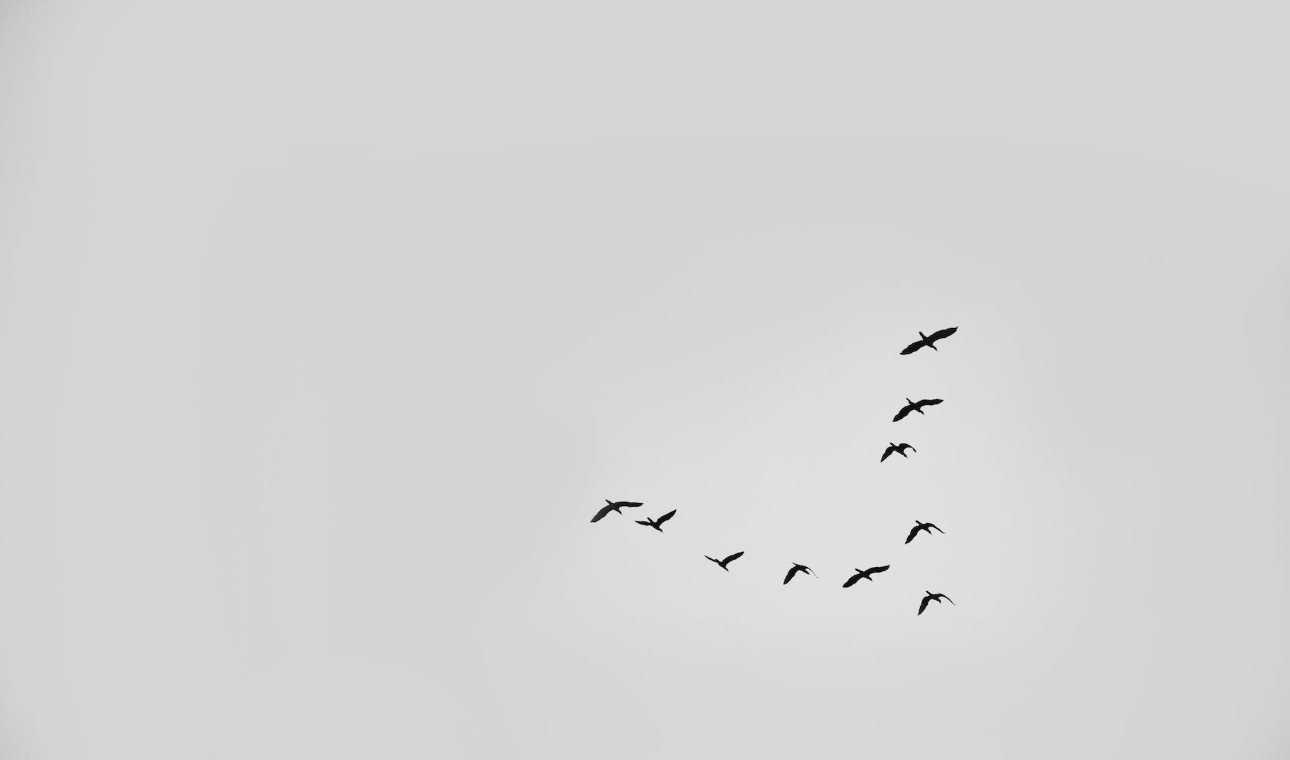 flight nature sky bird
