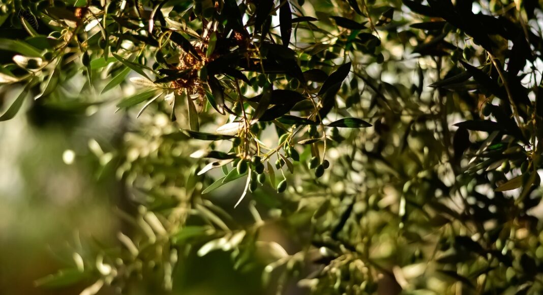 green leaf fruit tree selective focal photo