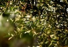 green leaf fruit tree selective focal photo