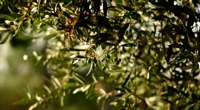 green leaf fruit tree selective focal photo