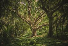 green leafed tree