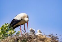 birds on a nest