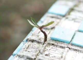 green leafed plant on sand