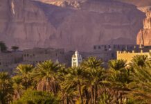 palm trees and buildings in yemen