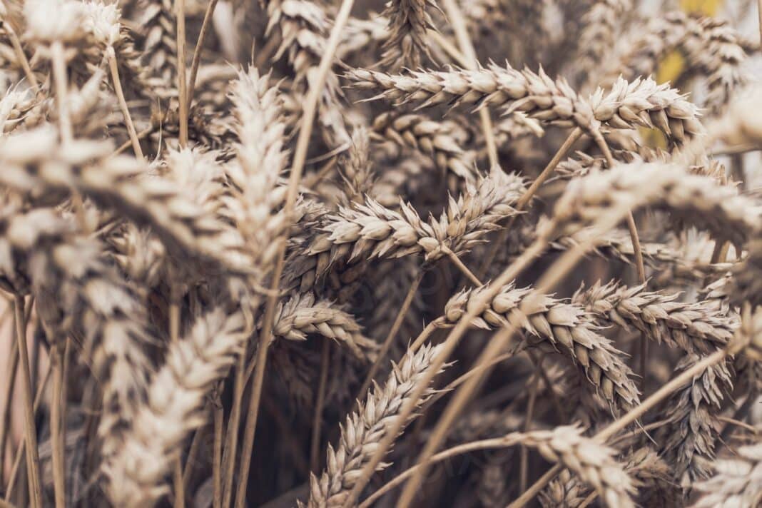 Wheat field