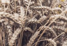 Wheat field