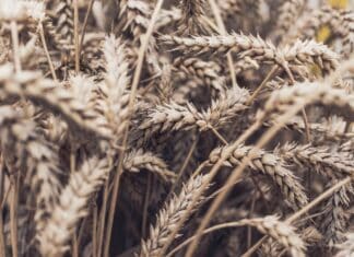 L’Ukraine accuse la Russie d’exporter du blé volé au Liban Wheat field