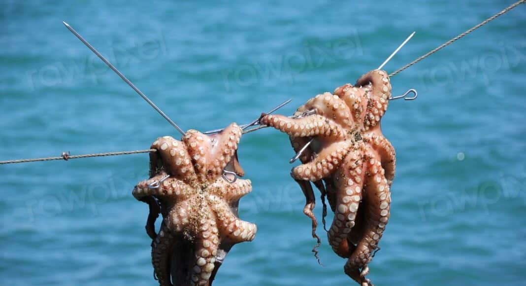 Hanging octopus