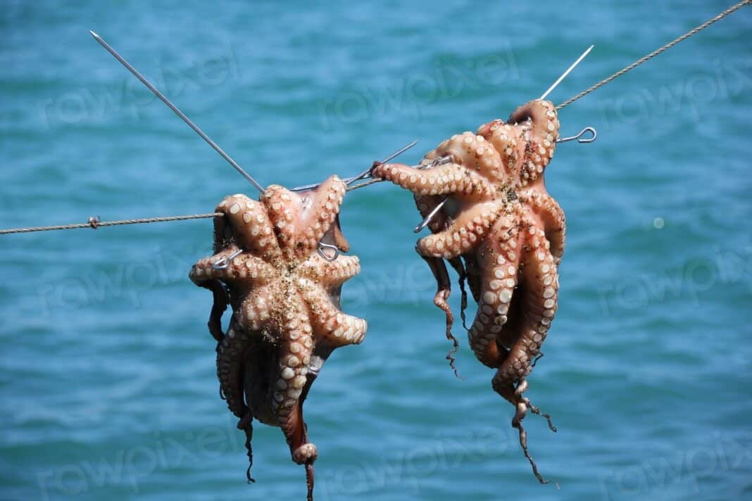 Hanging octopus