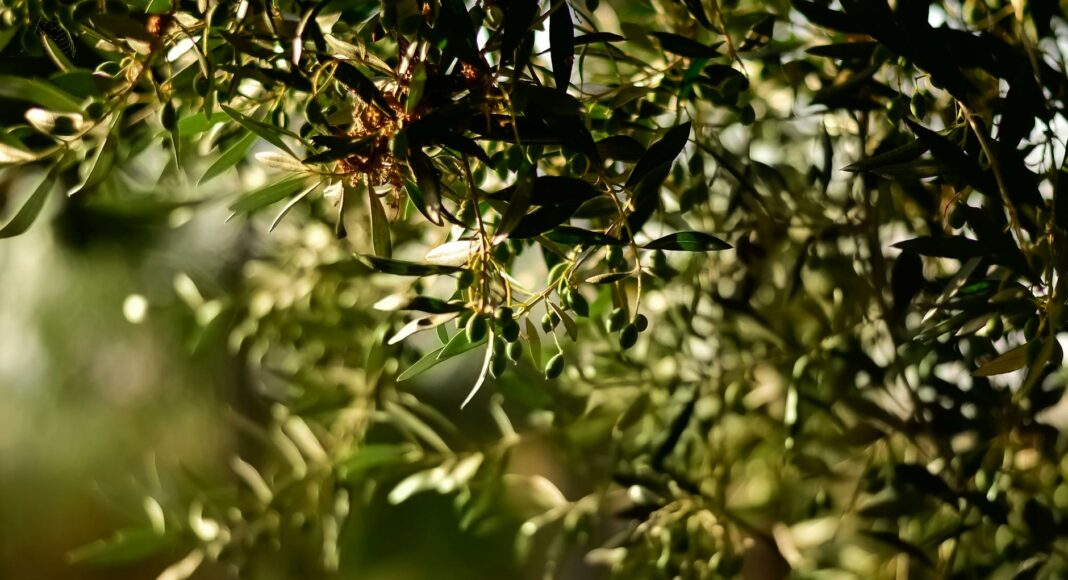 green leaf fruit tree selective focal photo