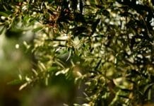 green leaf fruit tree selective focal photo
