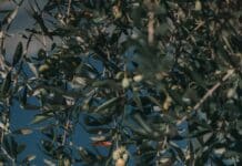 selective focus photography of round green fruits hanging from tree