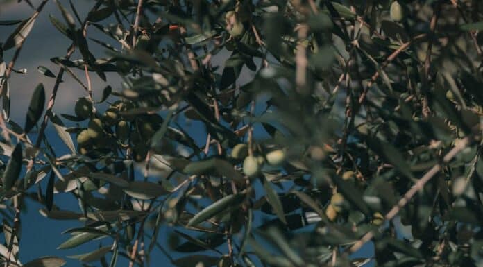 selective focus photography of round green fruits hanging from tree